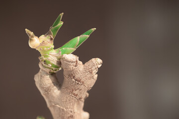 dry wrinkled ginger root sprouted in small green sprouts against a warm bokeh background. Macro