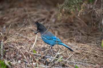 stellers jay looking for food