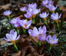 Early spring flowers: purple crocuses in a natural forest environment. They bloom among dry leaves, cones, moss and undergrowth plants. The first signs of spring.