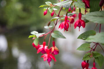 Fresh pink fuchsia after rain close up with blurred background
