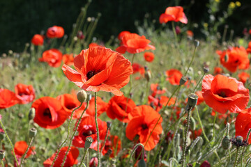 Several flowers close up on a poppy field