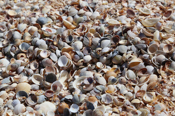 Seashell coast. High quality background. Texture
