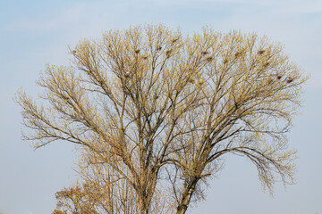 albero su cui nidificano degli aironi