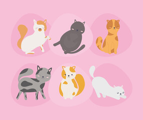 six cutes cats