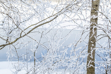 Bare branches of trees with white fluffy snow on the shore against the background of a blue river. Winter