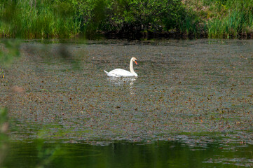 A white majestic swan floats in front of a wave of water. Young swan in the middle of the water. Drops on a wet head.