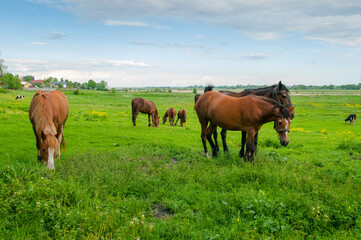 Naklejka na ściany i meble wild horse on a large meadow with beautiful scenery of blue sky and quiet at sunrise