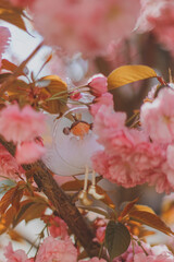 forest fairy on sakura tree

Pink Sakura Cherry Blossom Tree. Very beautiful cherry trees