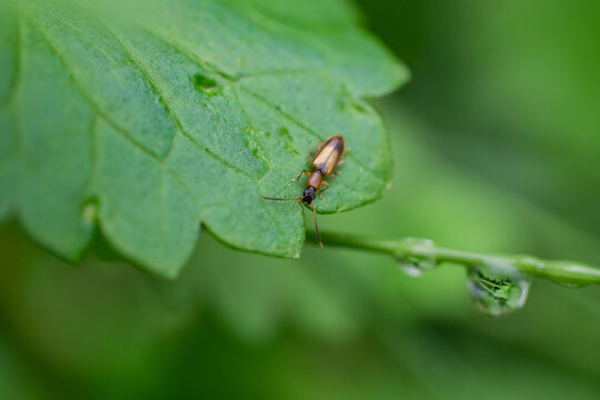 Silvan Flat Bark Beetle on Leaf