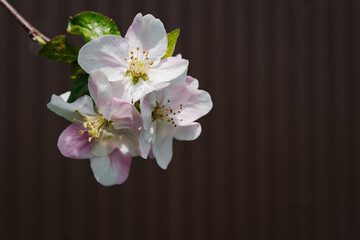 Springtide. Branches of flowering apple on a brown background