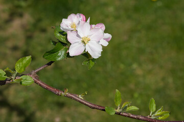Springtide. Branches of flowering apple on a green background.