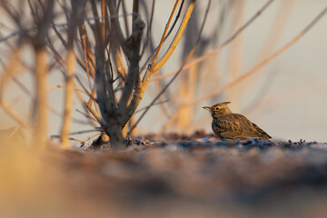 A crested lark (Galerida cristata) resting and foraging in the bushes in the morning light.