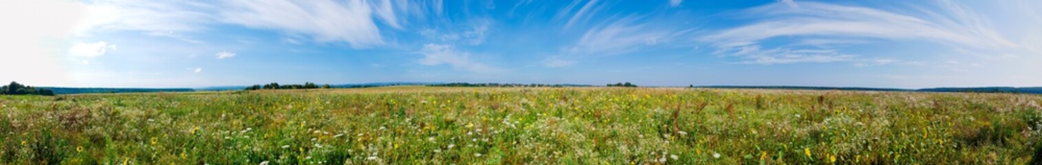 Field of wild sunflowers and wildflowers with clouds in the background