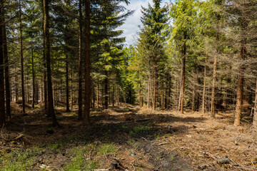 Small glade with felled trees in Rudawy Janowickie mountains