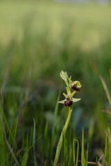 wild orchid ophrys araneola