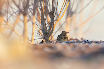 A crested lark (Galerida cristata) resting and foraging in the bushes in the morning light.