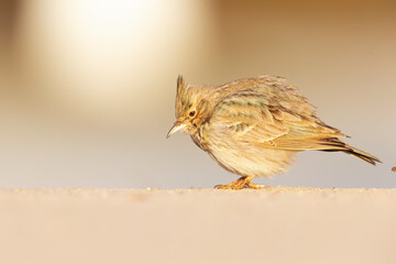 A crested lark (Galerida cristata) foraging on a frozen meadow in the morning light.