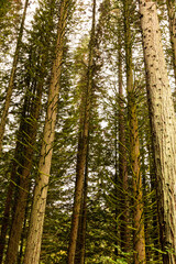 Mossy trees in the forest