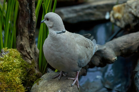 Eurasian collared dove