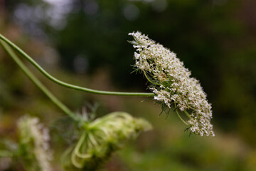 close up plant of Queen Anne’s lace 