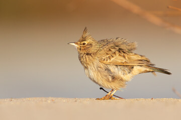 A crested lark (Galerida cristata) preening on a frozen meadow in the morning light.