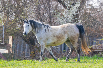 cavallo grigio