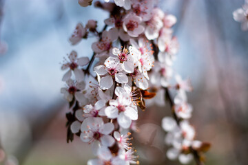 i bellissimi fiori dell albero di prugne in primavera