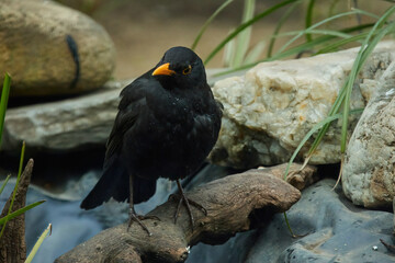 The common blackbird