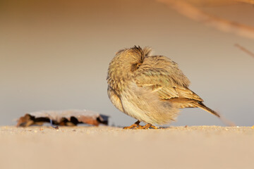 A crested lark (Galerida cristata) preening on a frozen meadow in the morning light.