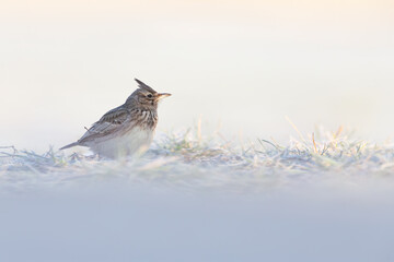 A crested lark (Galerida cristata) resting and foraging in a frozen meadow in the morning light.