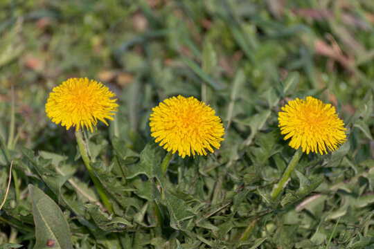 Fiori di tarassaco