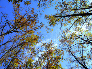 Obraz premium Autumn forest in the mountains