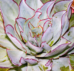 pink and white succulent 