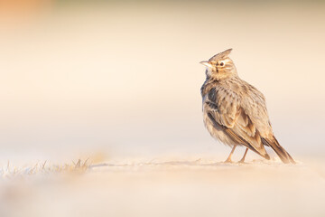 A crested lark (Galerida cristata) resting and foraging in a frozen meadow in the morning light.