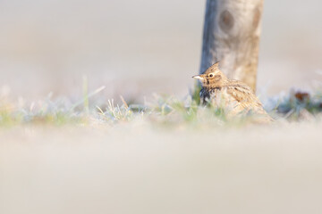 A crested lark (Galerida cristata) resting and foraging in a frozen meadow in the morning light.