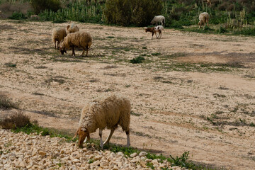 Fototapeta premium Sheep grazing on a plot in a remote area of the Negev Desert