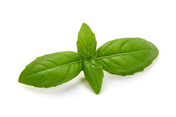 Fresh organic basil leaves, close-up, isolated on white background