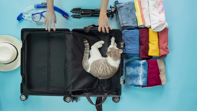 Timelapse &ndash; Asian black hair woman unpacks bright yellow suitcase, a white cat messes around in the luggage on blue background. Topview of new normal summer holidays suitcase.