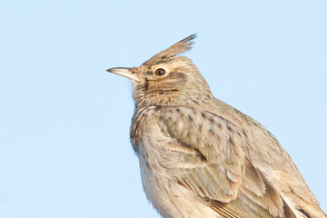 A portrait of a crested lark(Galerida cristata) in front of a blue sky.
