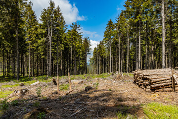 Small glade with felled trees in Rudawy Janowickie mountains