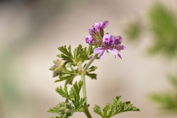 scent geranium