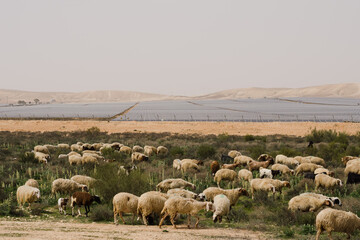 Sheep grazing on a plot in a remote area of the Negev Desert