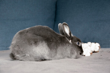 Cute rabbit © Ruslan