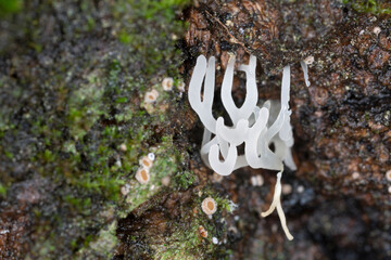 Lentaria epichnoa growing on aspen wood