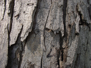 texture of natural tree bark in brown shades