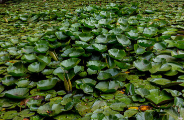 Water lily leaves in the pond for a background