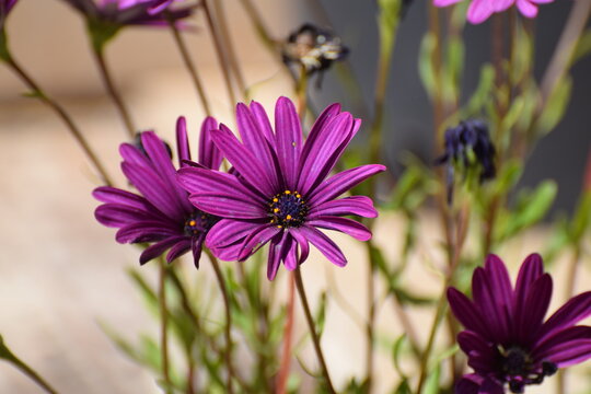 Cape Marigold