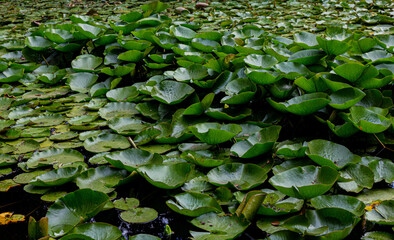 Water lily leaves in the pond 