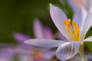 Crocus flower in spring