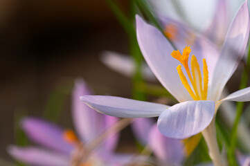 Crocus flower in spring